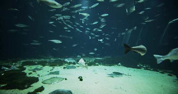 大鱼和黄貂鱼在水族馆里游泳