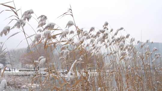 雪后湖中芦苇上的积雪