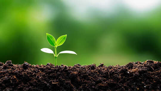 土壤中幼苗生长