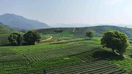 航拍杭州龙坞茶园 茶山 茶田