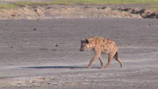 鬣狗走在非洲大草原