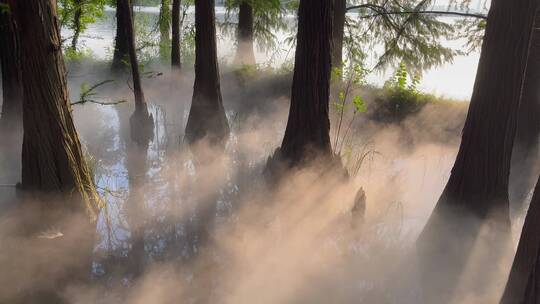 阳光穿透树林云雾缭绕定格4k