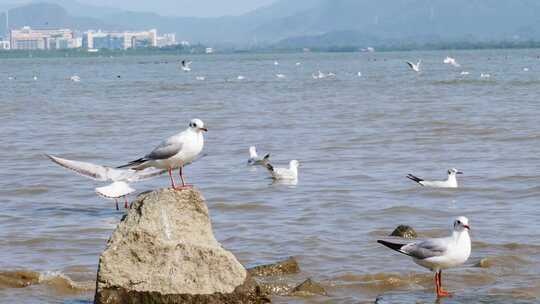 海边礁石海鸥