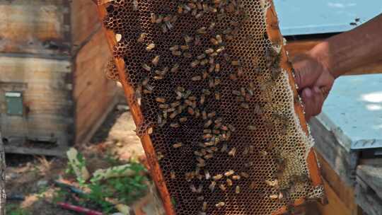蜂蜜 野生蜂蜜 蜂箱 采蜜 养蜂人