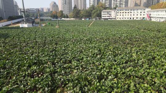 洪山菜薹原产地航拍