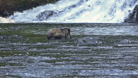 一只熊在河里捕捉鱼