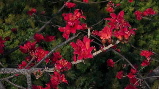 盛开的红色木棉花特写