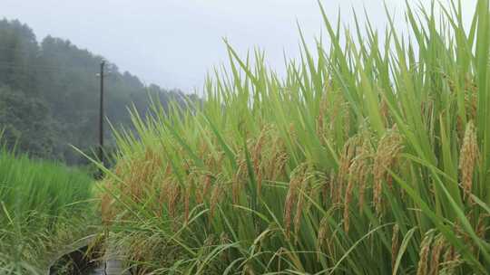 大片水稻田生长茂盛的景象