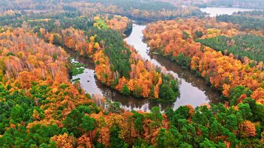 秋天的森林和弯曲的河流，鸟瞰