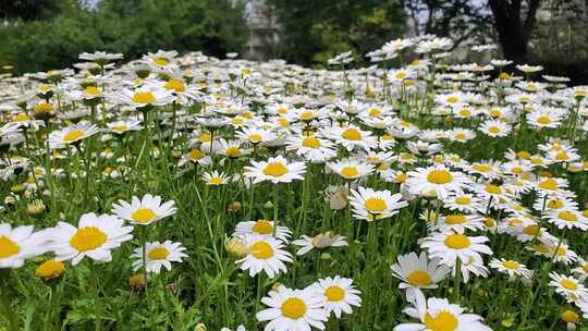 大片的洋甘菊、雏菊视频素材模板下载