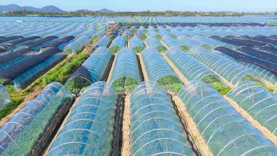 热带绿色生态农业航拍大棚种植农作物合集