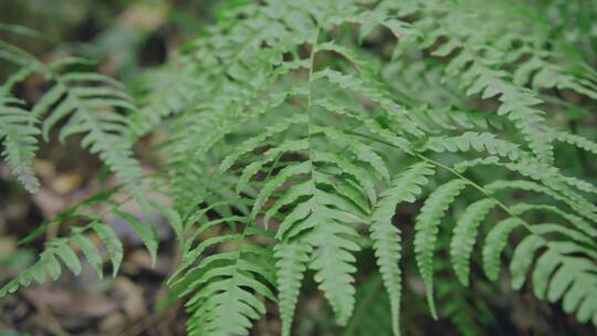 蕨类植物视频素材模板下载