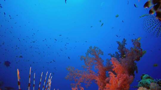 热带狮子鱼礁