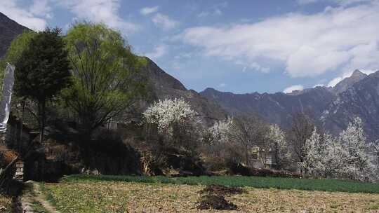 乡村风景丹巴藏寨梨花开