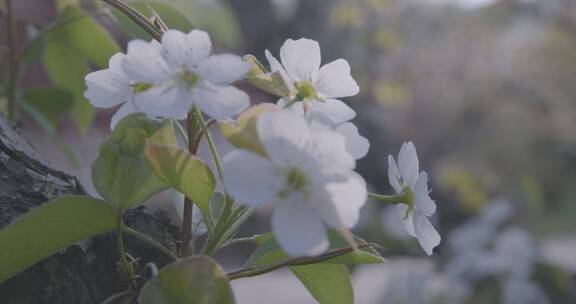 春天农村果园梨花盛开场景4K视频