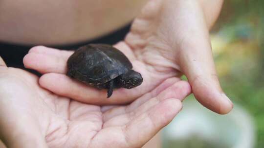男孩把一只小乌龟放在你的手掌上，它会缓慢