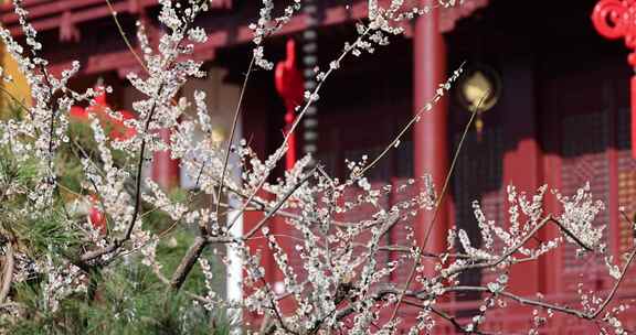 杭州灵隐寺梅花盛开