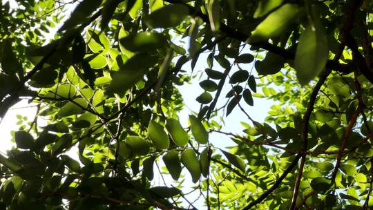 树荫风吹树叶夏天静谧阳光天空自然风光