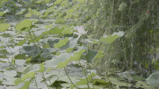 池塘里生长的的荷花盛开的何花slog3实拍