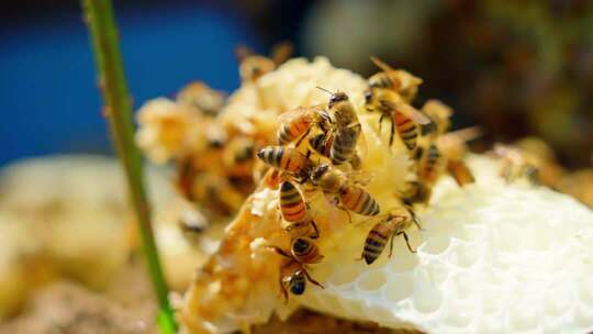 蜜蜂蜂巢特写画面多镜头，后有未调色原片4K