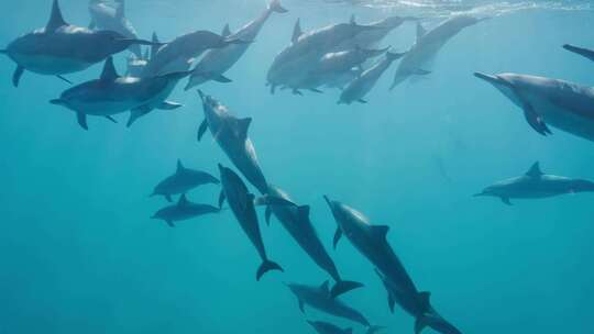 一群海豚在蓝色的海洋中游泳！