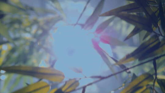 院子里的竹子竹林竹影毛竹