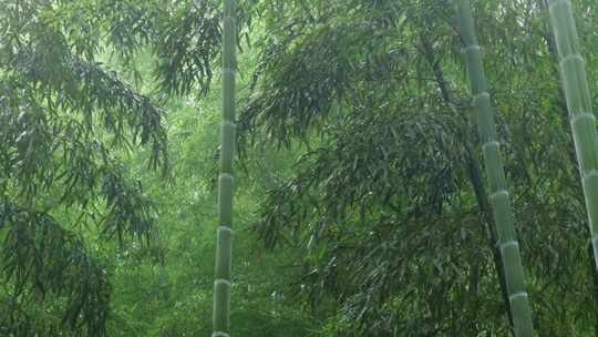 下雨天竹林景观特写，竹节挺拔竹叶繁茂