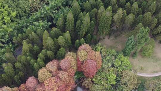 广州华南植物园航拍视频素材模板下载