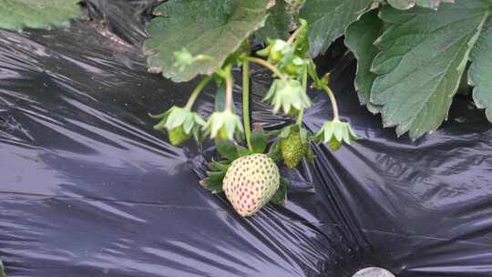 草莓园 农田 农业作物 水果 绿色植物 温室