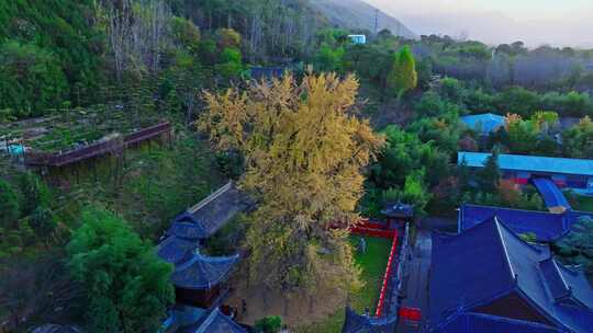 西安古观音禅寺千年银杏树