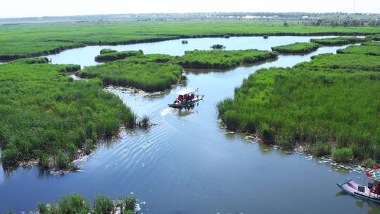 查干湖夏季湿地游船穿行芦苇间视频素材模板下载