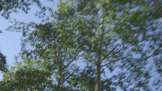 透过行走的车窗看阳光和树叶