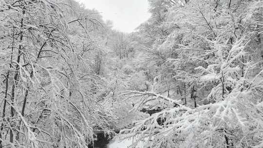 视觉冲击雪后溪水森林