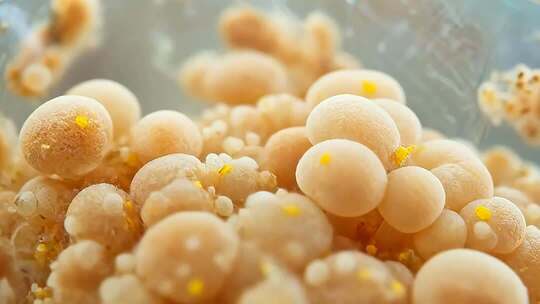 微距特写微生物颗粒素材