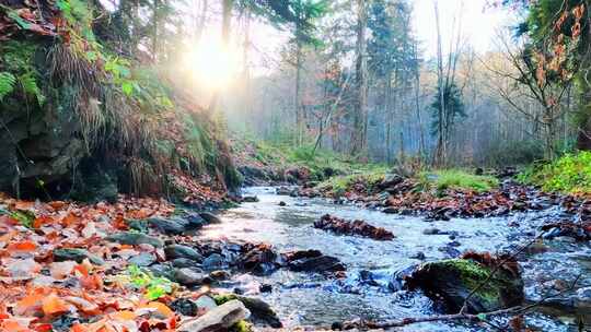早晨阳光透过树林照在树林小溪流