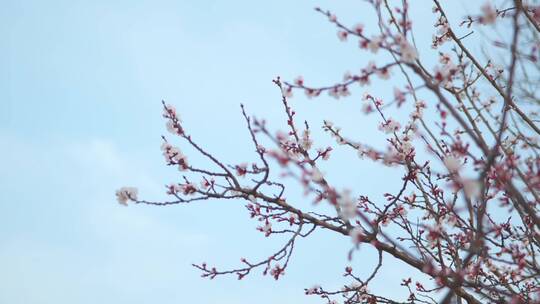 杏花开花唯美镜头