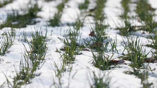 冬天小麦植物与雪覆盖农民的田地的电影镜头