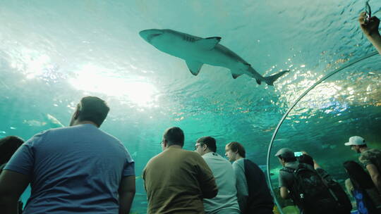 鲨鱼在水族馆隧道游泳
