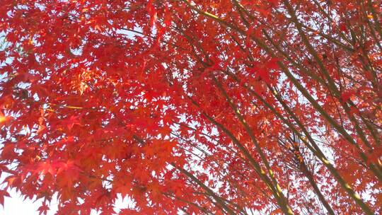 秋天里的红色枫叶枫树
