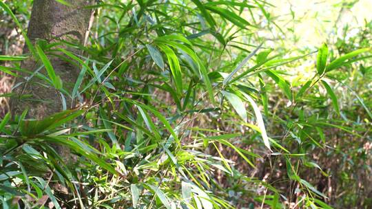 山林里的新生竹子绿色植物植被生机勃勃视频素材模板下载