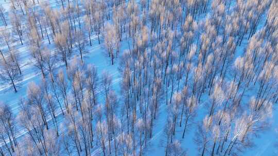 航拍雪原小树林暮色