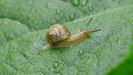 雨天叶子上爬行的蜗牛