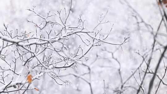 冬天下雪枝头大雪小雪大寒小寒二十四节气