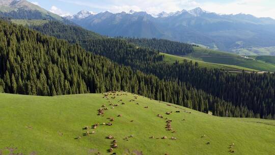 新疆伊犁大草原上吃草的羊
