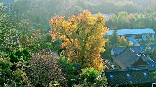 古观音禅寺银杏树秋景