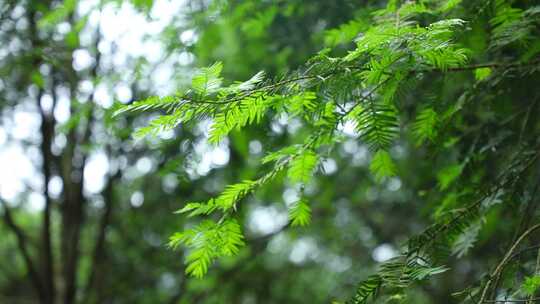 红豆杉 树