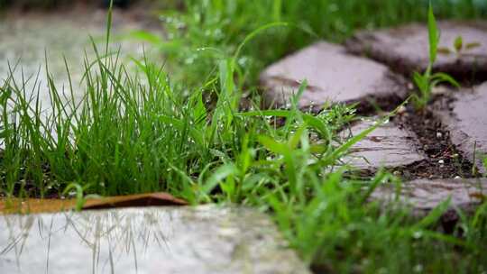 雨水打在石缝里的小草雨珠夏天
