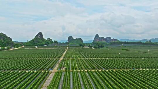 广西火龙果生产种植基地外景航拍