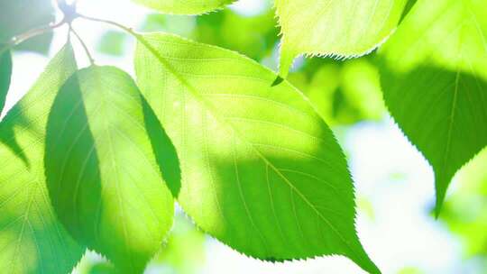 阳光下的植物立春