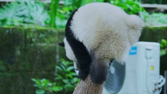 熊猫爬树桩视频素材模板下载